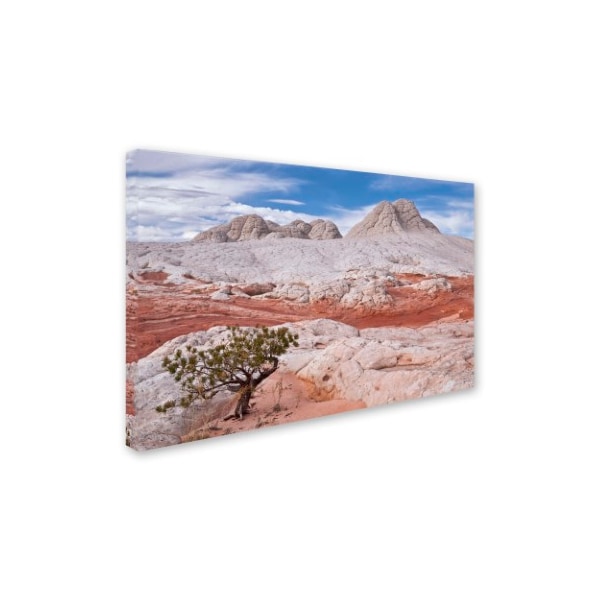 Michael Blanchette Photography 'Tree On Brain Rocks' Canvas Art,22x32